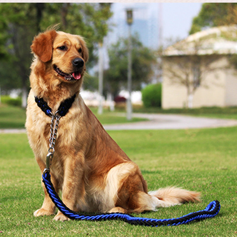 kuinka huolehtia koira?mitä koira syö pregn