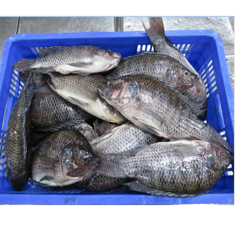 Pakastettu Tilapia koko kierros