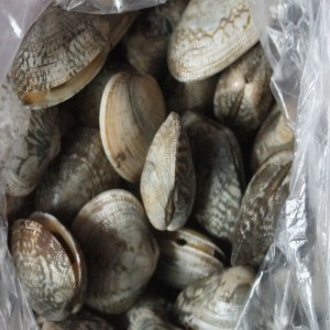 PAKASTETTU SHELL-ON CLAM