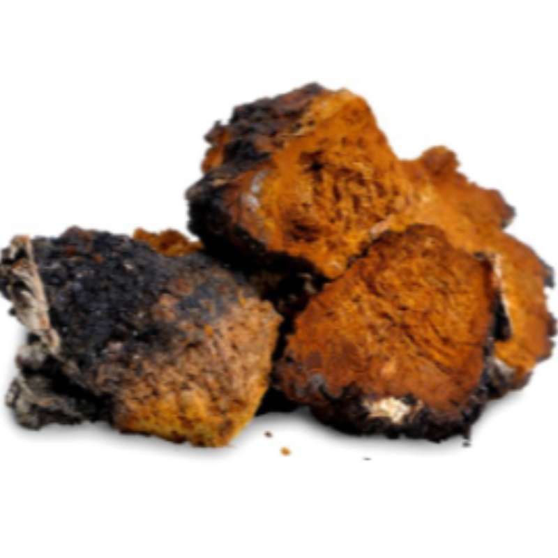 Chaga-sieni inonotus pakottaa terveydenhuollon hyvinvointia täydentämään