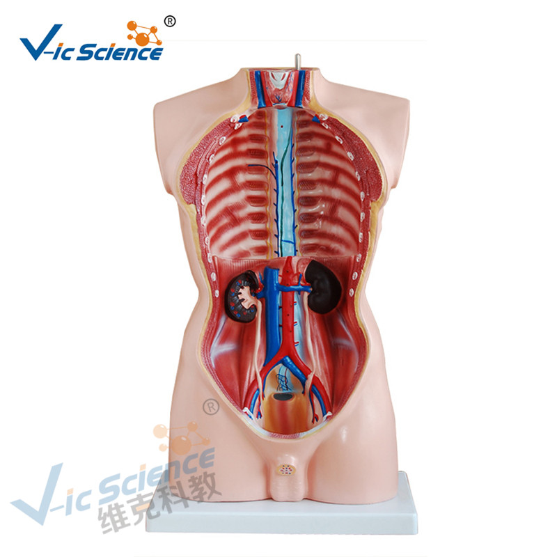 Lääketieteellinen anatomia Ihmisen kehon malli 85CM miesvartalon malli 19 osat