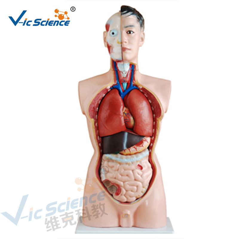 Lääketieteellinen anatomia Ihmisen kehon malli 85CM miesvartalon malli 19 osat
