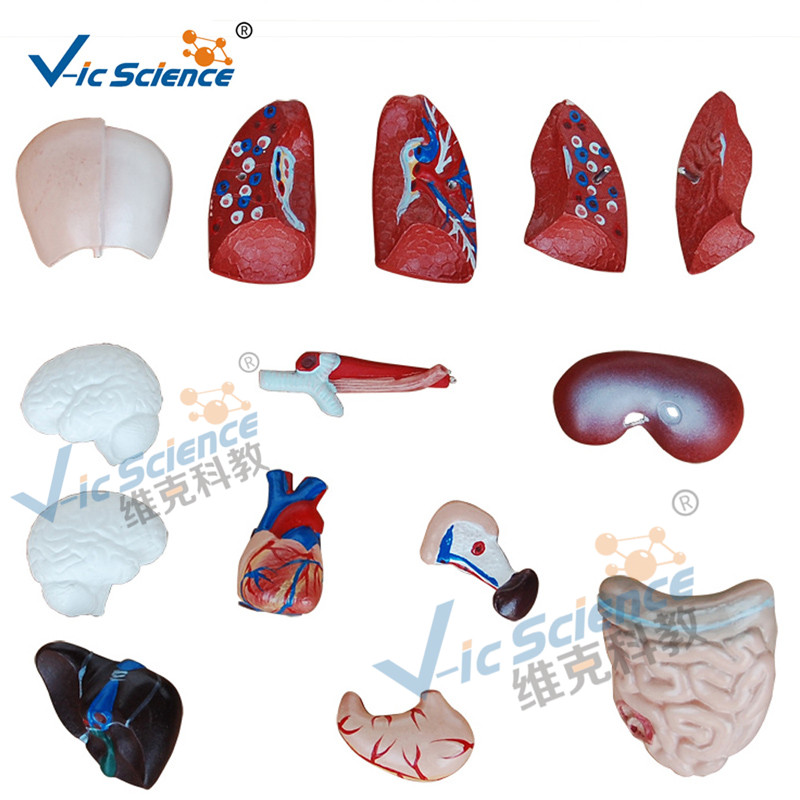 26cm torsomalli 15 osien anatomian kehon malli