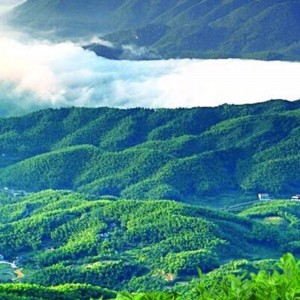 N asettaa kultaa fuzhuan tumma tee hunan anhua tumma tee terveydenhuollon teetä