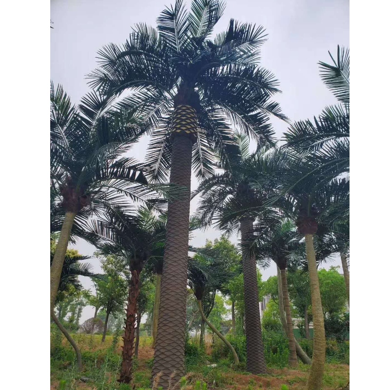 Suuri ulkoinen tekopäiväys Palm Trees