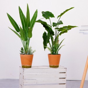 Hot Male Factory Direct Supply Green Indoor Outdoor Home Koristele Potted Green Plant
