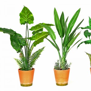 Hot Male Factory Direct Supply Green Indoor Outdoor Home Koristele Potted Green Plant