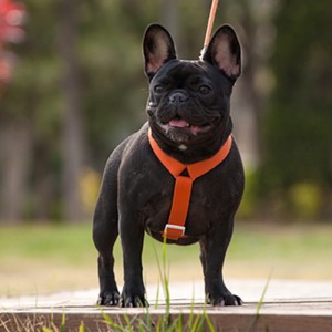 2022 Uusi tyyli värikäs koiranvaljaat ja talutushihna Set Multi-Point Säädettävä ja vetoyhteys koiranvaljaat