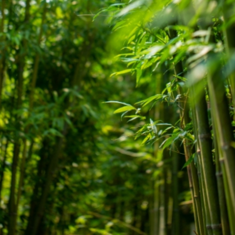 zmkm-800_800 (4).jpg